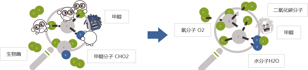生物酶除甲醛原理